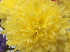 Yellow Chrysanthemum (Aldi)