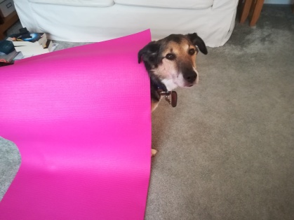 dog wearing a pilates mat