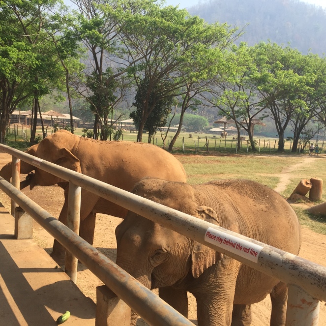 elephants in nature park behind a fence