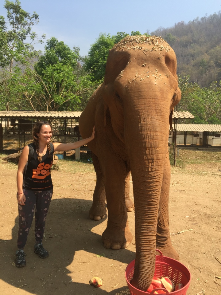 girl next to elephant in Chiang Mai
